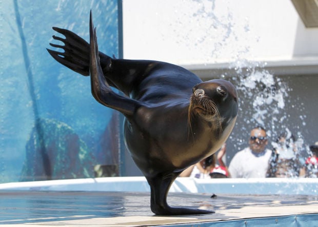 Sea Lion Splash | Local News | santamariatimes.com