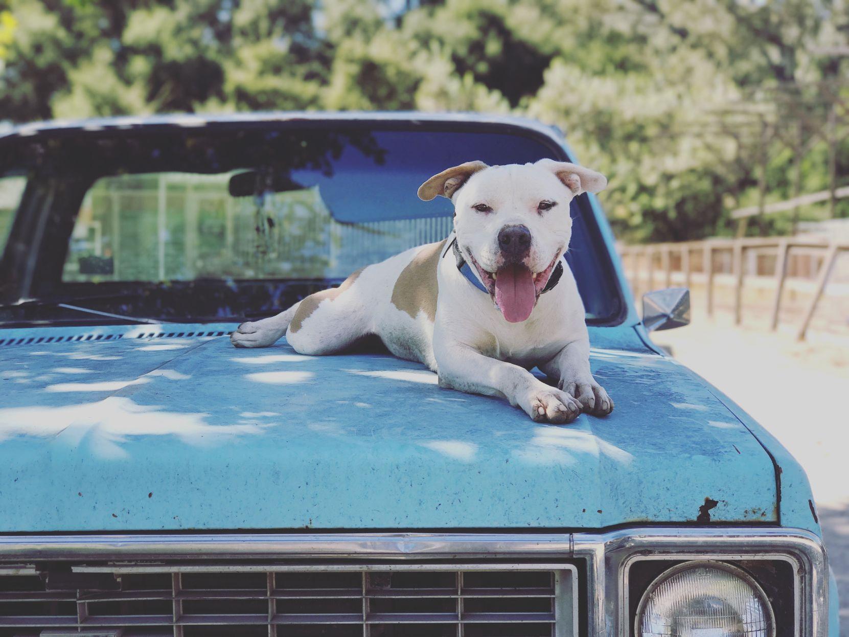 Pet Of The Week News Santamariatimes Com