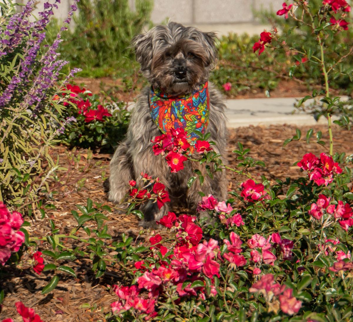 Where's Sparkie? Parke West apartment complex in Orcutt | Lifestyles | santamariatimes.com