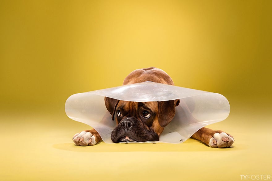 Cowboy hat dog store cone