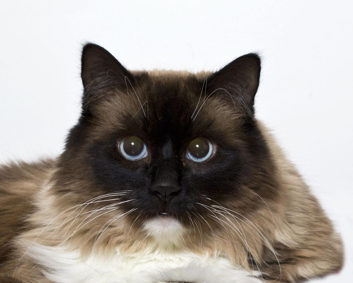 SMVHS Pet of the Week -- Toby