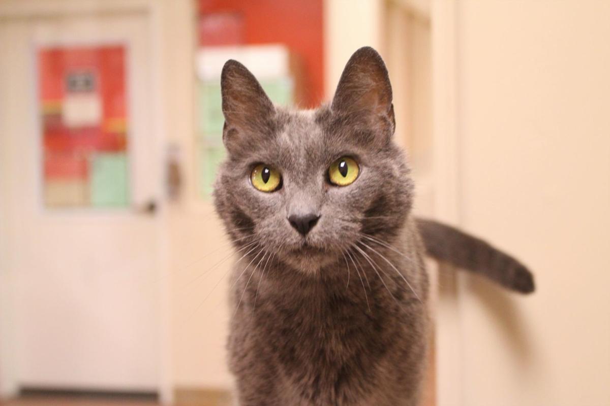 Santa Maria Valley Humane Society Celebrates Adopt A Cat Month