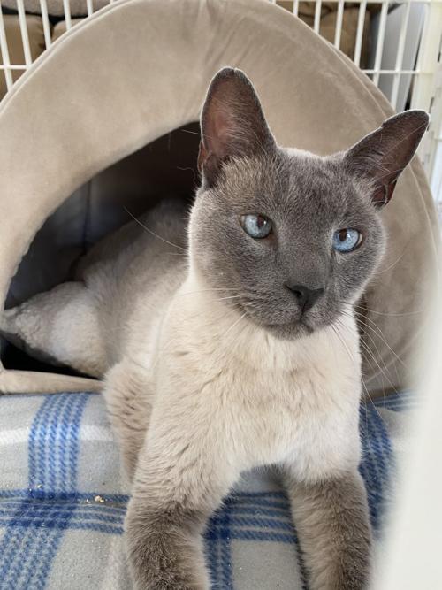 120620 Pet of the Week