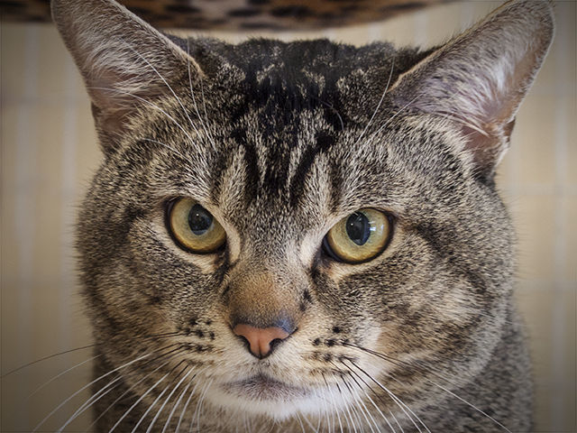 032520 CAPA Pet of the Week