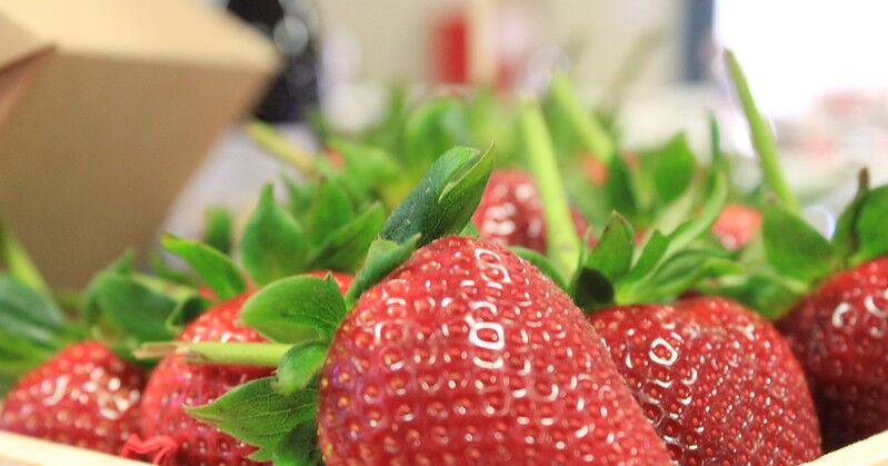 Women are growing what matters most in California's strawberry fields | Chamber Commentary