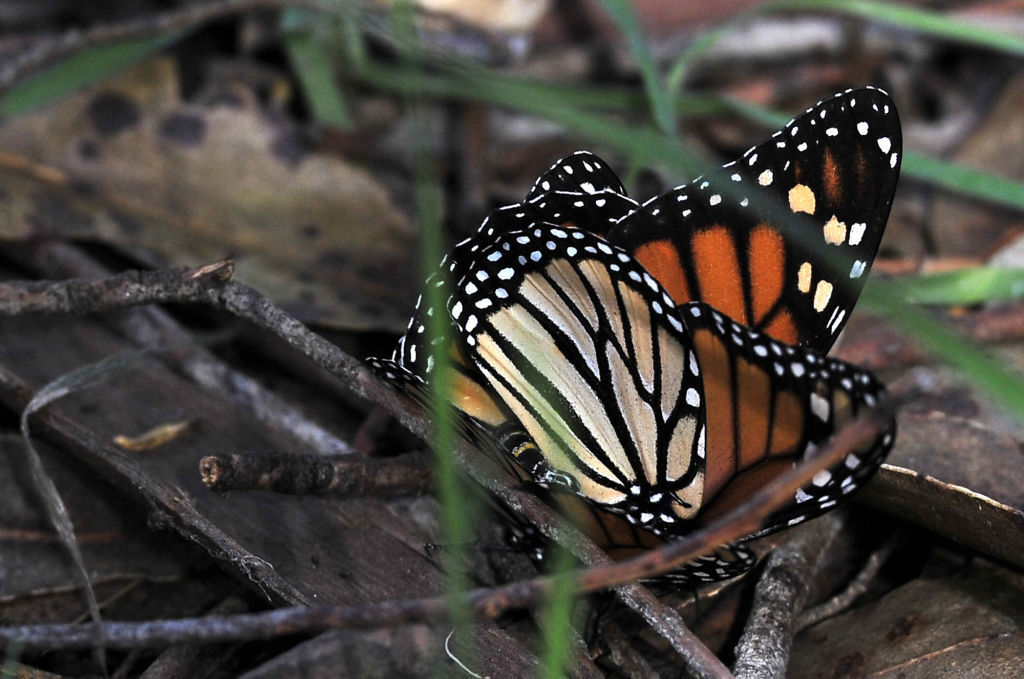Monarch Butterfly Crisis Starkly Evident At Pismo Beach Grove San Luis Obispo Santamariatimes Com