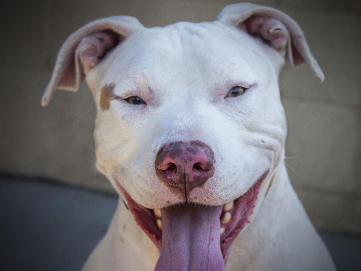 012120 Pet of the Week