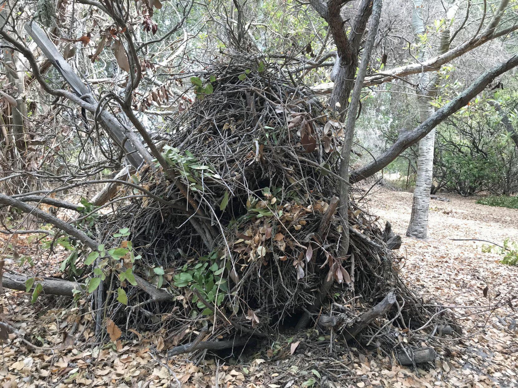 Fruit trees in Sunnyvale, Walnut Creek are under siege by rats