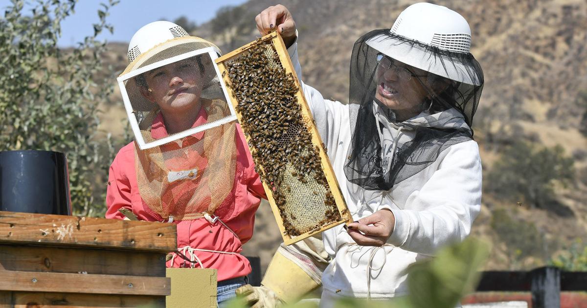 Pollinators Vip Bees, butterflies and other county pollinators getting millions in ...