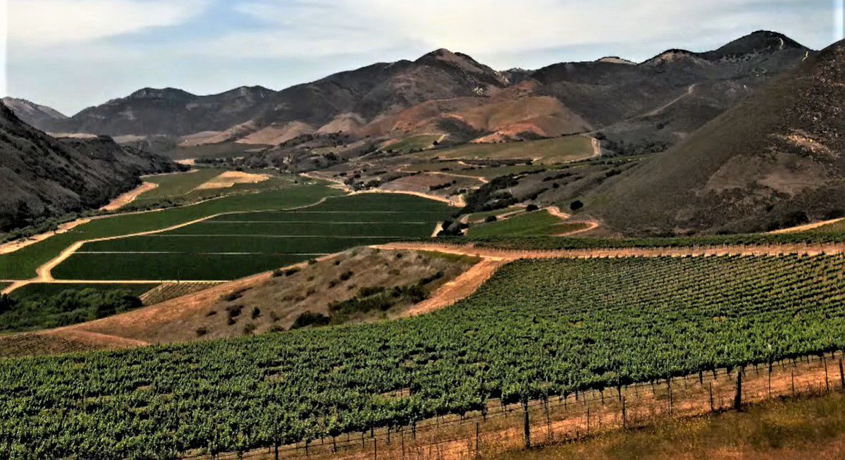 Bien Nacido Vineyards Appeal Of Maldonado Cannabis Project East Of Santa Maria Denied Government And Politics Santamariatimes Com