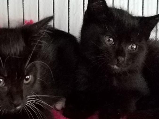 Viva Pets Of The Week Clover Cinder Lifestyles Santamariatimes Com