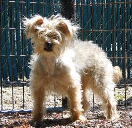 070920 Pet of the Week