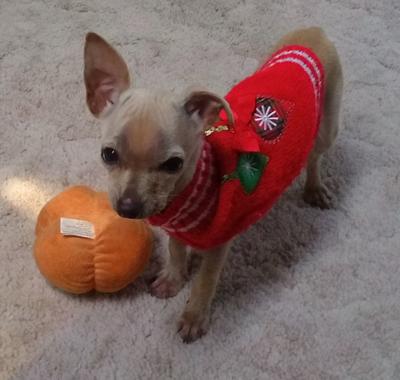 CCSPCA Pet of the Week -- Honey