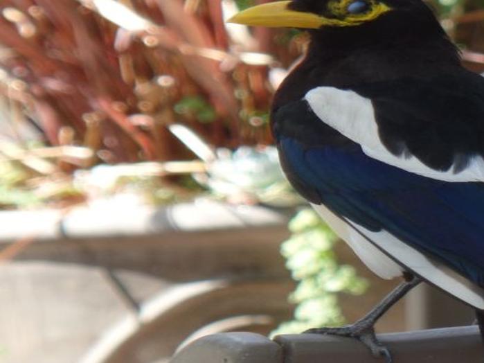 Of Magpies And Monkeyflowers Columns Santamariatimes Com