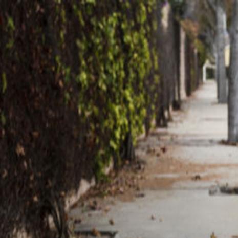 Resident Wants City To Cover Root Damage To House Local News Santamariatimes Com