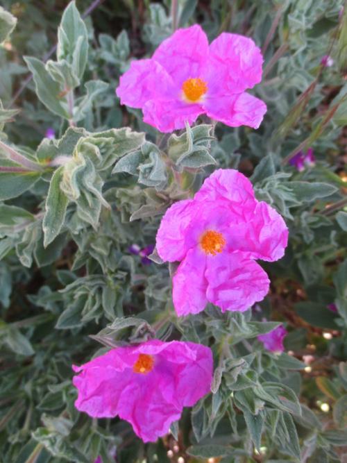 Rockrose