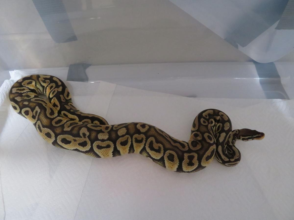 42 Snakes Discovered At Arroyo Grande Storage Facility Local News Santamariatimes Com