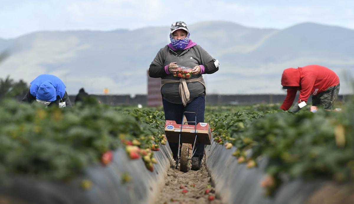 Central Coast growers taking steps to protect workers from the