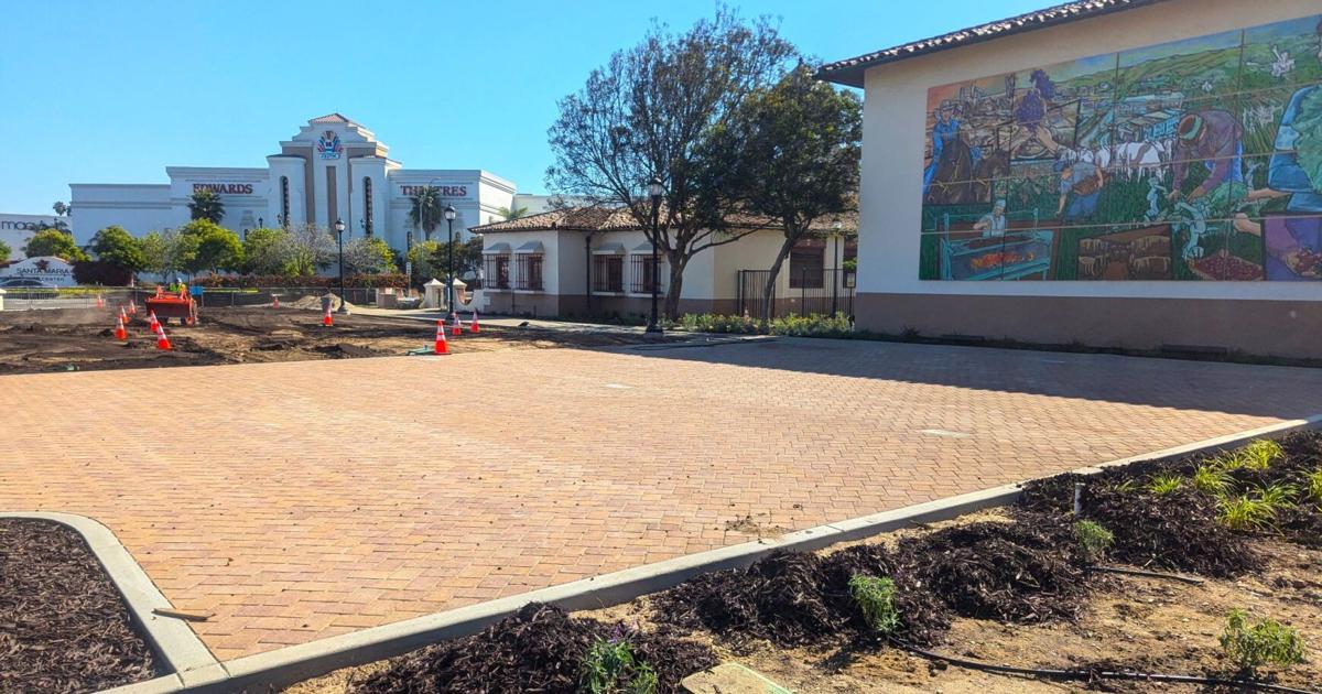 City Hall ‘landscape-over’ nearing end of phase one; trees removed due to disease, splitting | Local News City Hall ‘landscape-over’ nearing end of phase one; trees removed due to disease, splitting | Local News