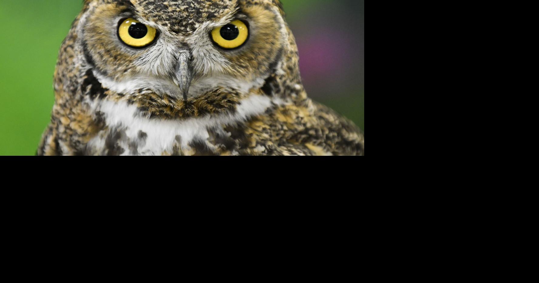 Wildling Museum opens naturethemed photography competition to youth