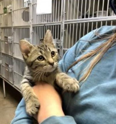 cat rescue shelter near me