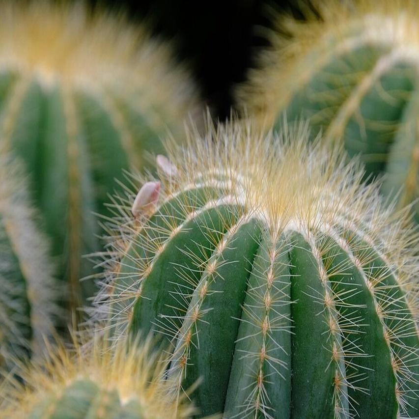 Falling in love with cactus | Master Gardener | Home & Garden |  santamariatimes.com