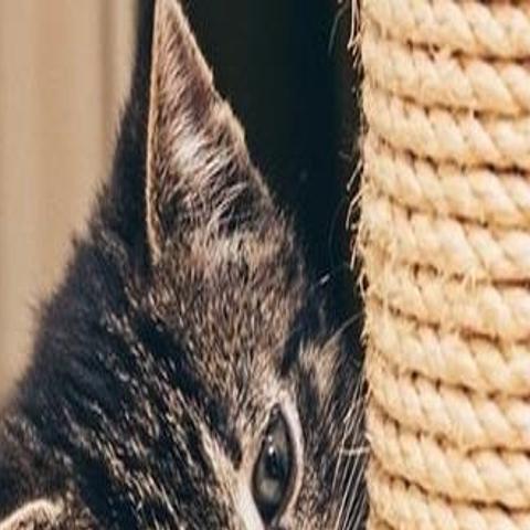 How To Keep Your Cat From Scratching Furniture Pets
