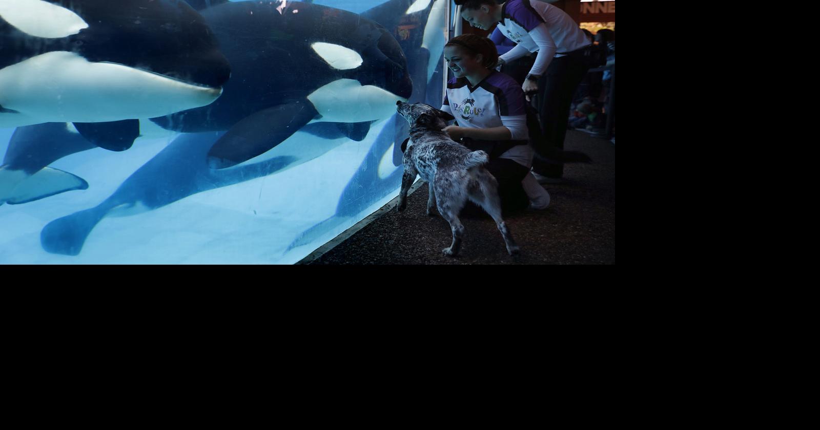 SeaWorld uses playful otters, killer whales and giant sea turtles to ...