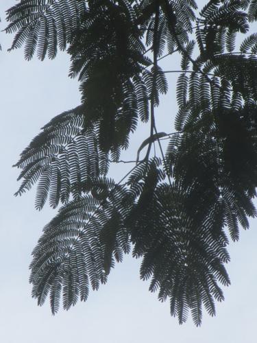 Silk tree