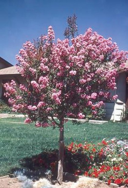 Free crape myrtle trees offered during January | Home and Garden