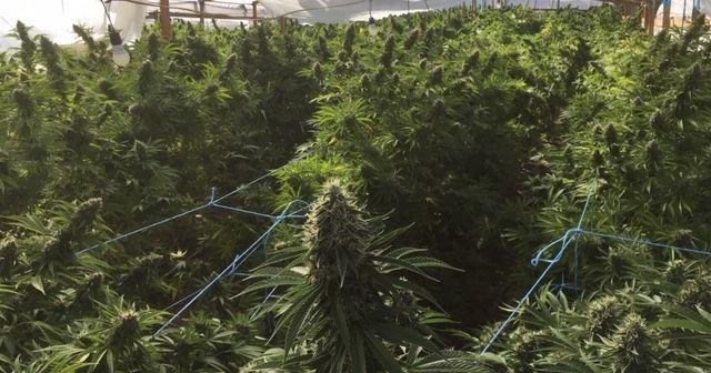 Over 100K illegal marijuana plants eradicated in Santa Barbara County ...
