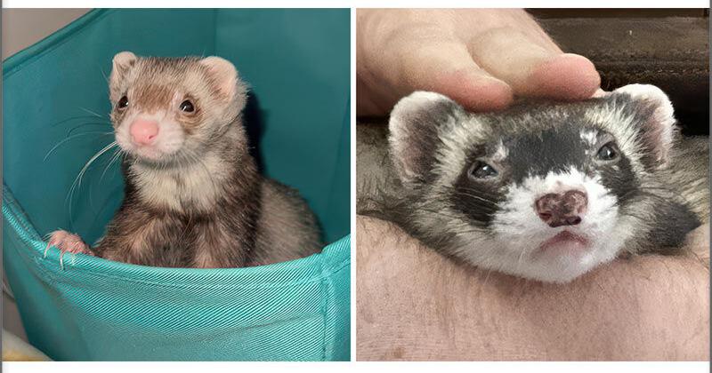 California Resident Files Writ of Mandate Regarding State Ferret Ban