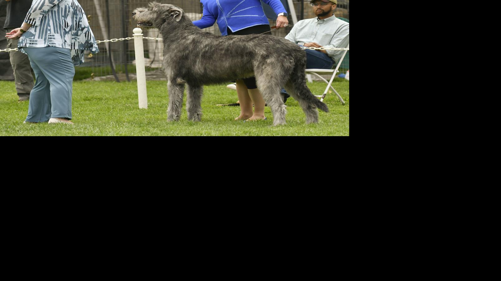 Lompoc Dog Shows Off To Strong Start In Return Event To Continue Through Sunday Local News Santamariatimes Com