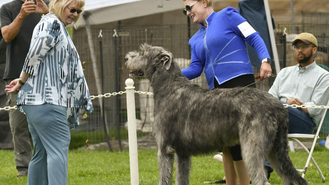 Lompoc Dog Shows Off To Strong Start In Return Event To Continue Through Sunday Local News Santamariatimes Com
