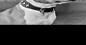 Hollywood’s first canine star