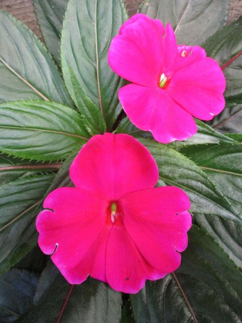 Highlight: New Guinea impatiens | Home & Garden | santamariatimes.com