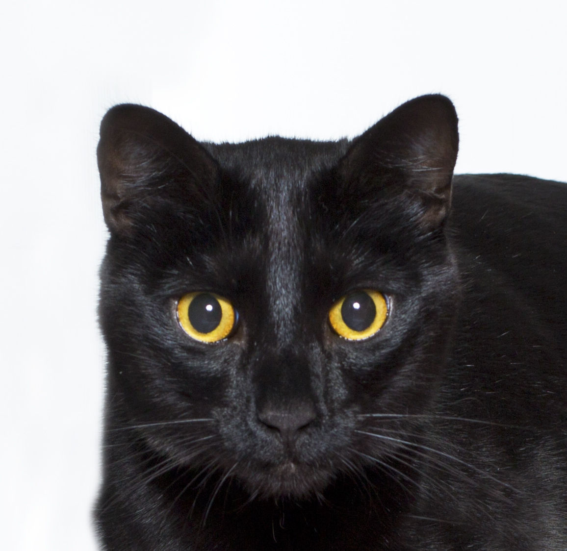 SMVHS PET OF THE WEEK -- Max