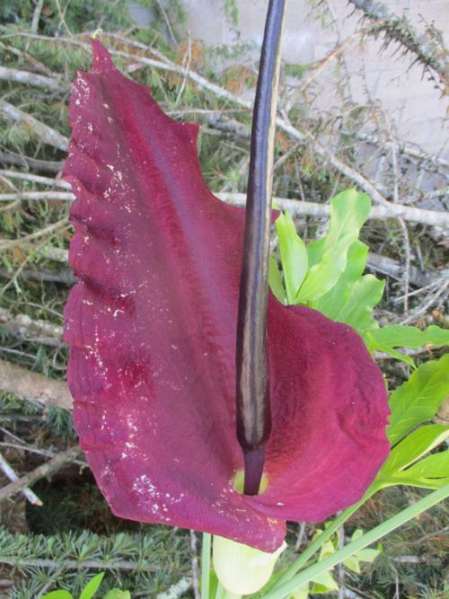 Stinky flower