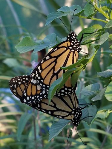 Western monarch populations reach highest number in decades