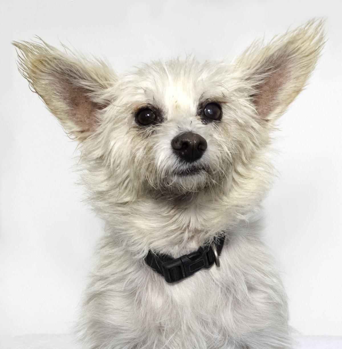 SMAC Pet of the Week -- Mogli