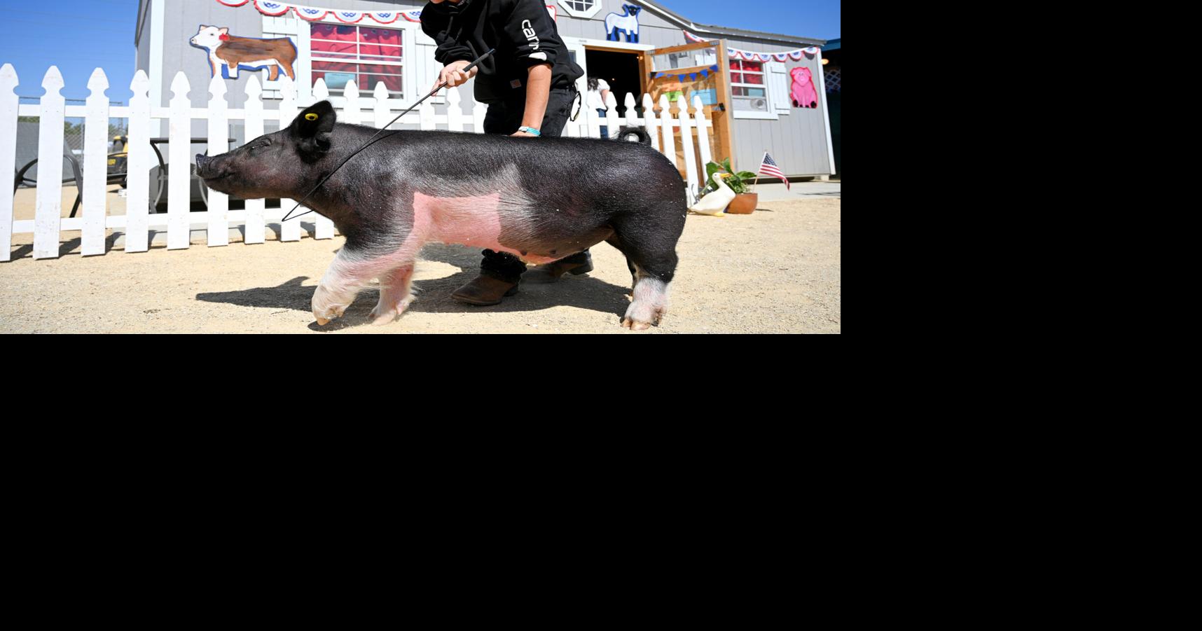 Santa Maria senior reflects on years of raising livestock at county fair