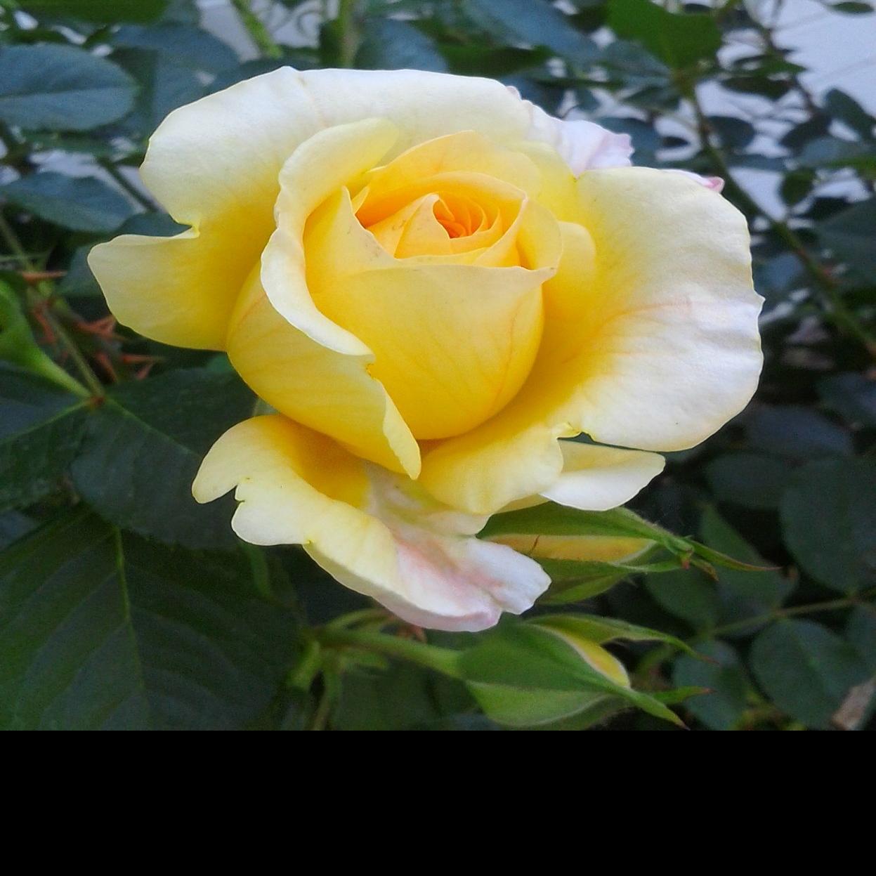 Roses Get Pruned In Winter Tony Tomeo Santamariatimes Com