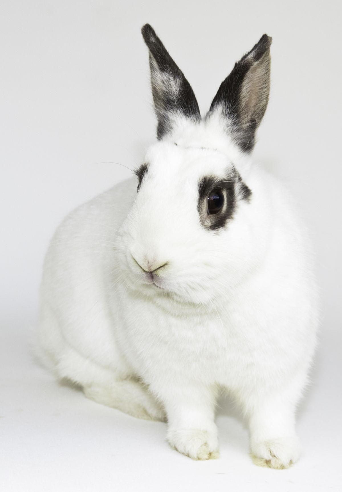 SMAC Pet of the Week -- Missy