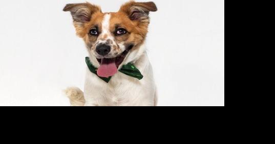 CAPA Pet of the Week: Charlie