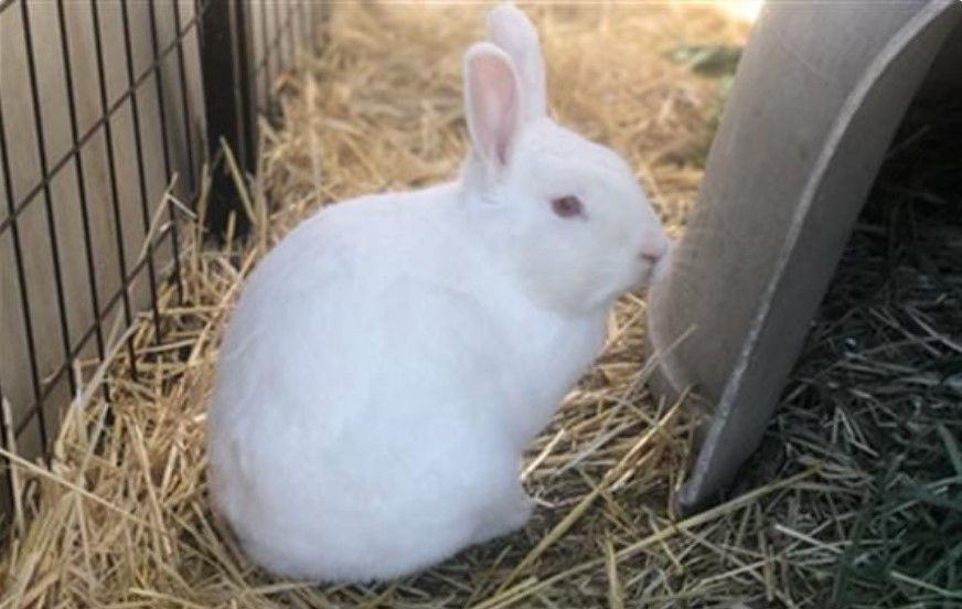 050720 CAPA Pet of the Week