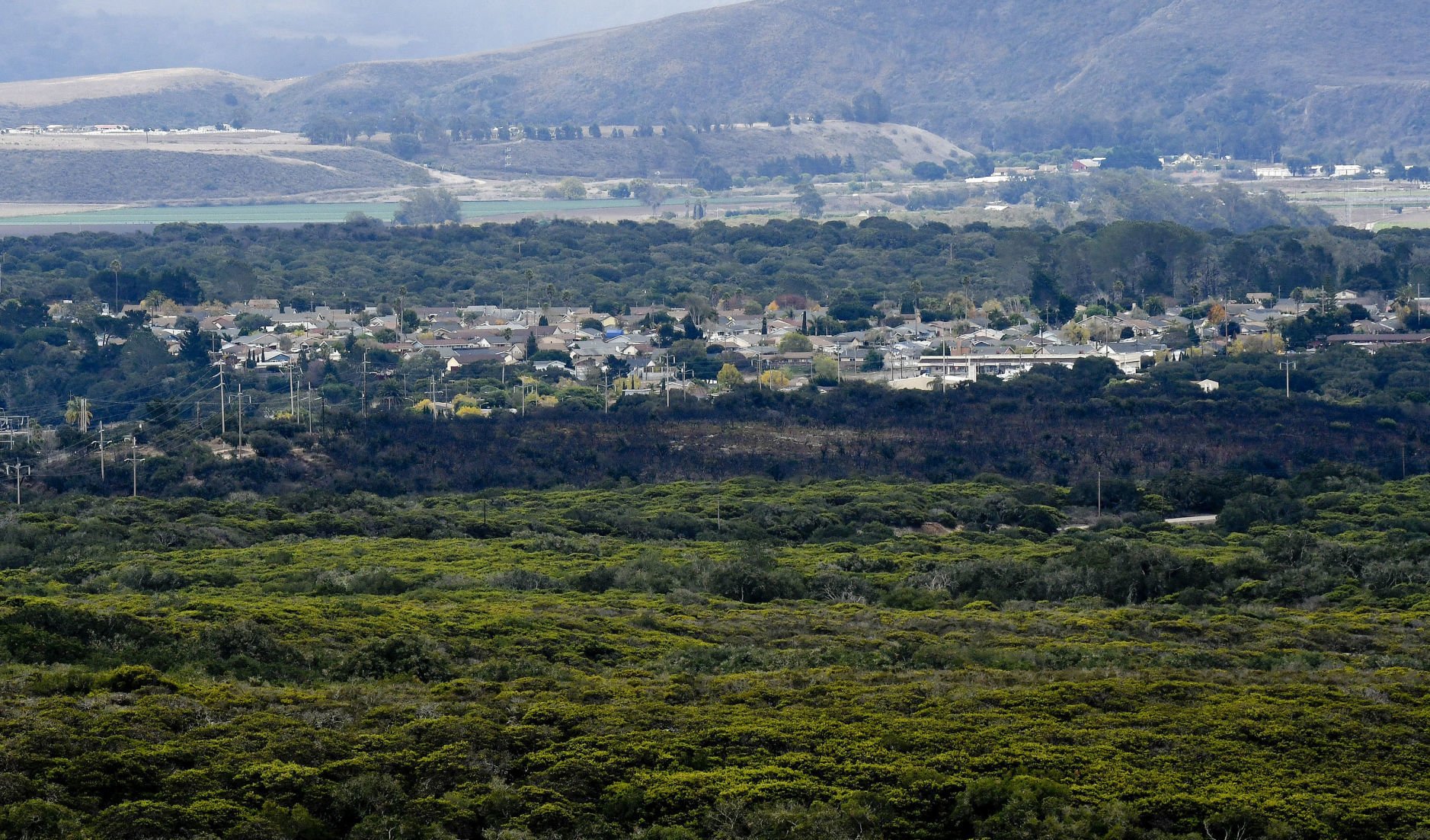 Burton Mesa chaparral presents unique challenges for preventing