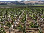Santa Barbara County wins Wine Region of Year Award from Wine Enthusiast magazine