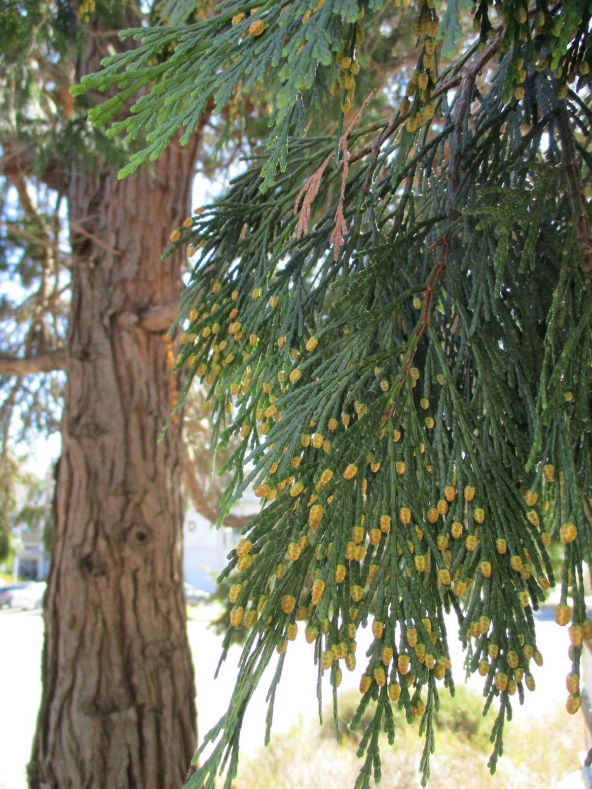 Highlight Incense cedar Home & Garden