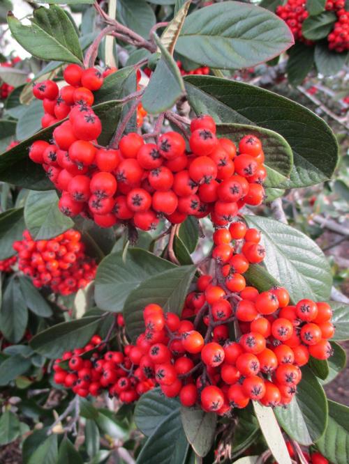 berries