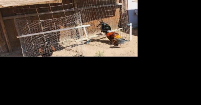 Santa Barbara County rooster control ordinance Ok'd after angry public response - Vimarsana News